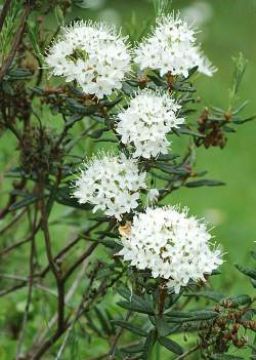 Polianthes Tuberose Saponins 